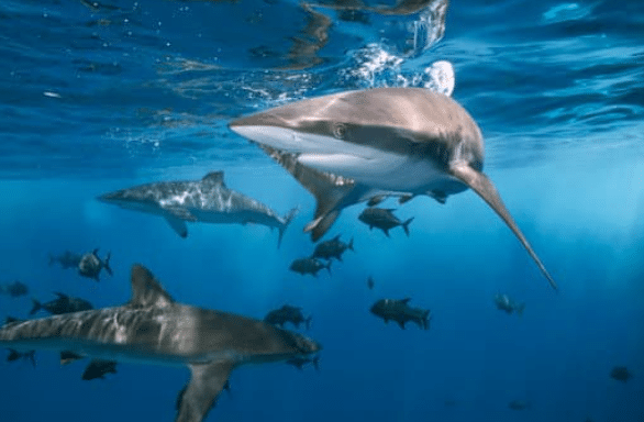 Mơ bơi cùng đàn cá mập là điềm gì?