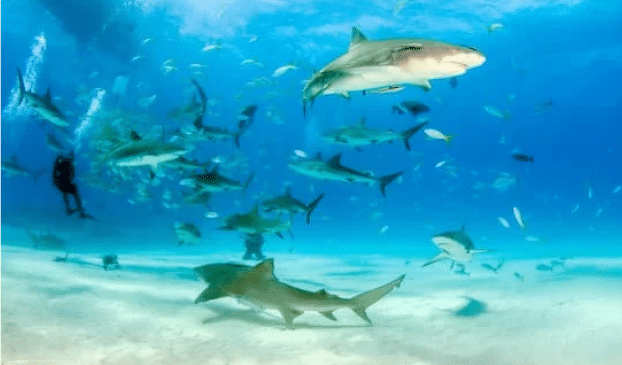 mơ bơi cùng đàn cá mập đánh con gì